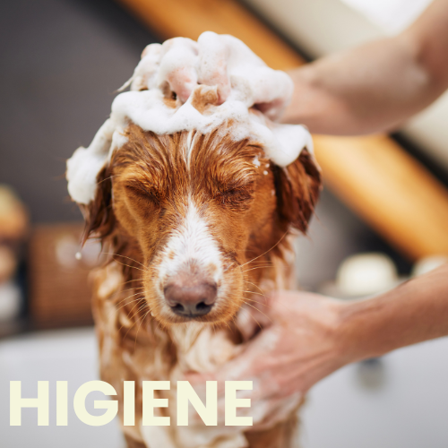 Higiene