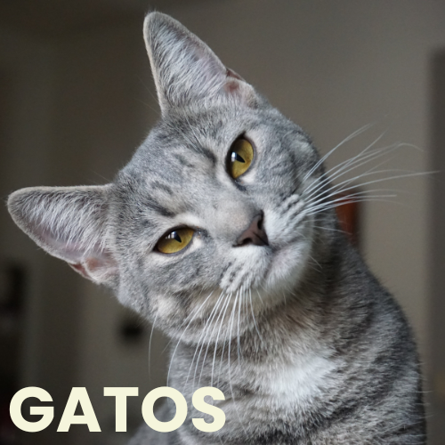 gatos