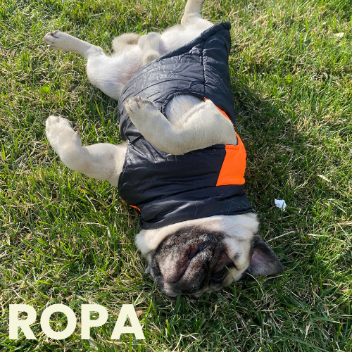 Ropa para Mascotas