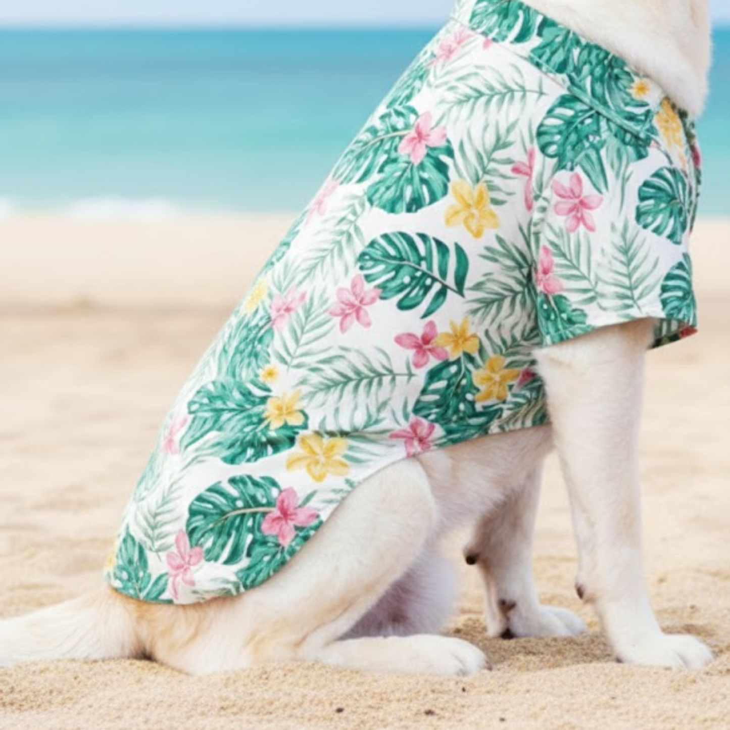 Camisas Aloha Paw - Colección Verano