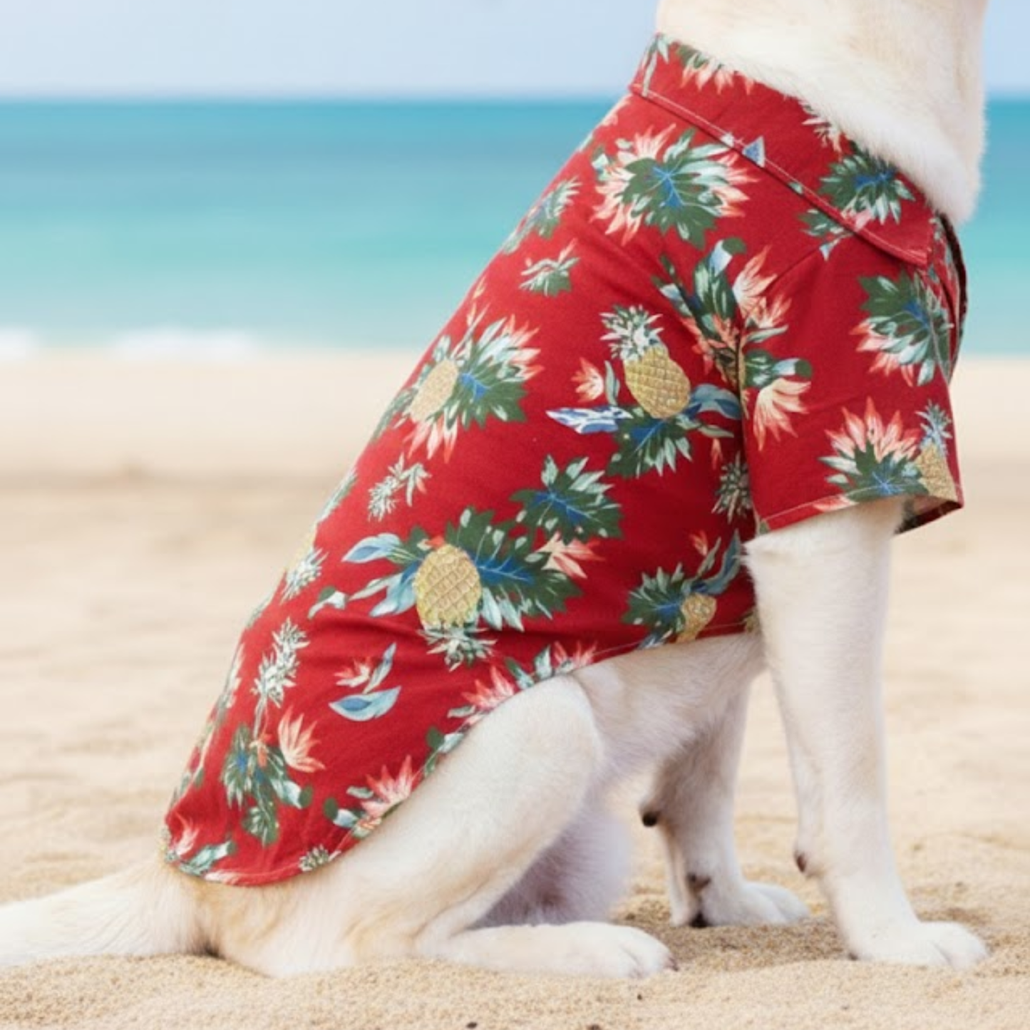 Camisas Aloha Paw - Colección Verano